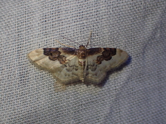Idaea rusticata