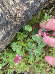 Indigofera dodii