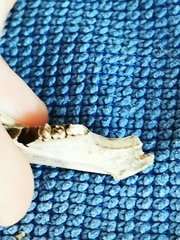 Oryctolagus cuniculus