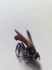 Cylindromyia bicolor