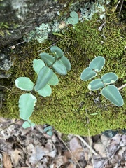 Pellaea atropurpurea