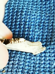 Oryctolagus cuniculus