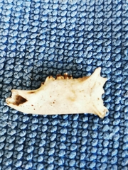 Oryctolagus cuniculus