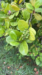 Coccoloba diversifolia