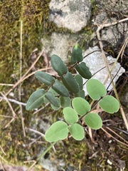 Pellaea atropurpurea