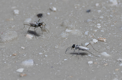 Habroscelimorpha dorsalis