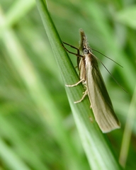 Crambus perlella