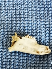 Oryctolagus cuniculus