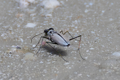 Habroscelimorpha dorsalis