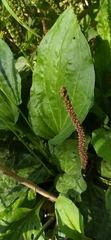 Plantago major