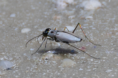 Habroscelimorpha dorsalis
