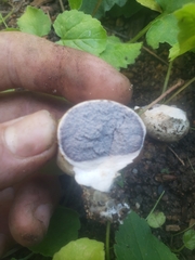 Scleroderma