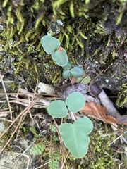 Pellaea atropurpurea