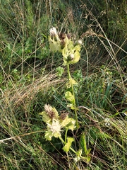 Cirsium oleraceum