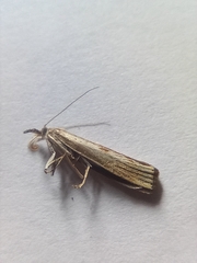 Agriphila geniculea