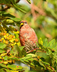Pinicola enucleator
