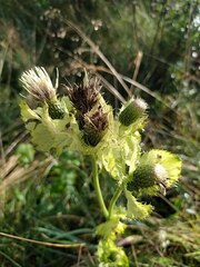 Cirsium oleraceum