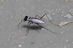 Habroscelimorpha dorsalis