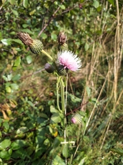 Cirsium canum