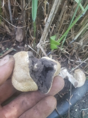 Scleroderma