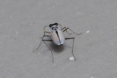 Habroscelimorpha dorsalis