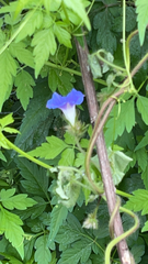 Ipomoea hederacea