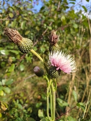 Cirsium canum