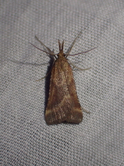Synaphe punctalis