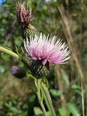 Cirsium canum