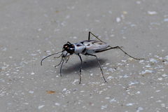 Habroscelimorpha dorsalis