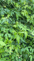 Cardiospermum halicacabum