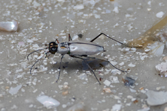 Habroscelimorpha dorsalis