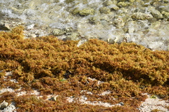 Sargassum