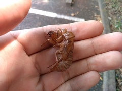 Graptopsaltria nigrofuscata