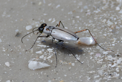 Habroscelimorpha dorsalis