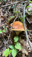 Lactifluus hygrophoroides