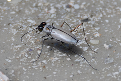 Habroscelimorpha dorsalis