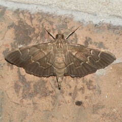 Pilocrocis ramentalis