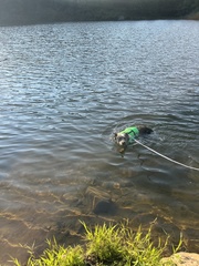 Lactifluus hygrophoroides