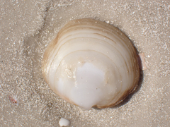 Anodontia alba