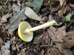 Amanita flavorubens image