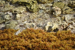 Sargassum