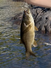 Micropterus dolomieu