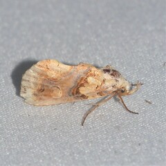 Plusiodonta compressipalpis