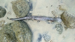 Gymnothorax equatorialis