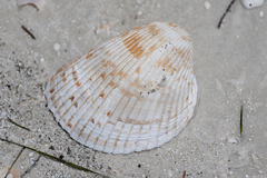 Dinocardium robustum