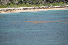 Sargassum