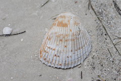 Dinocardium robustum