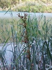 Cladium mariscus