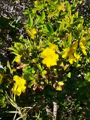 Hibbertia cuneiformis